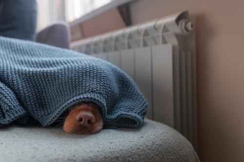 comfy dog